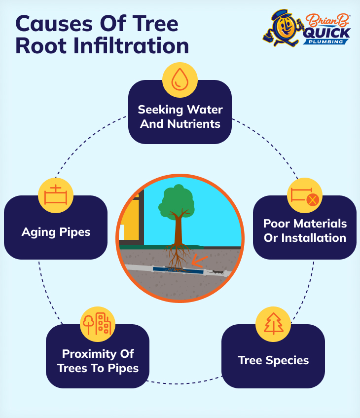 causes of tree root infiltration graphic